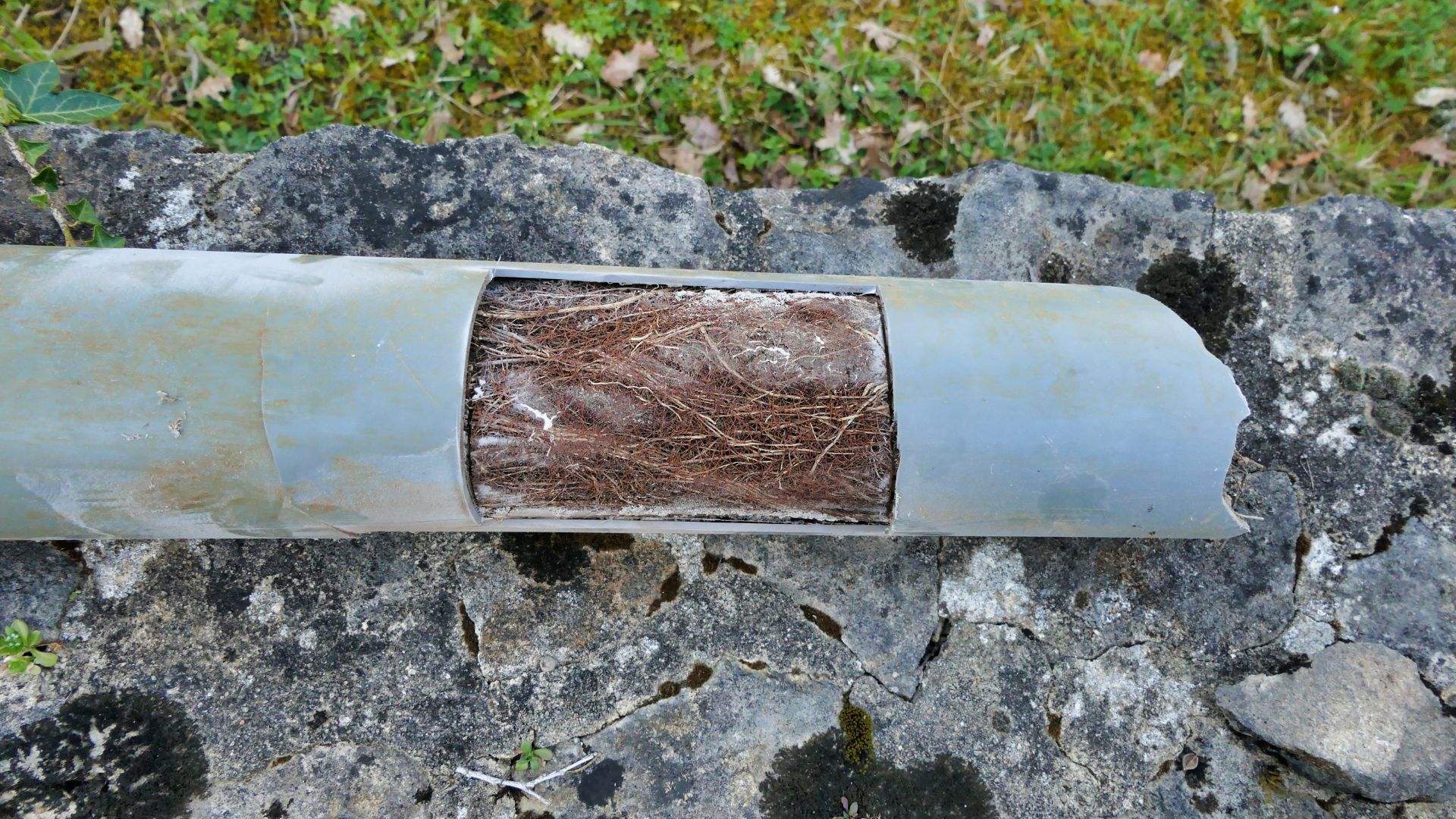 Dealing With Tree Roots In Drain Pipes Prevention And Solutions